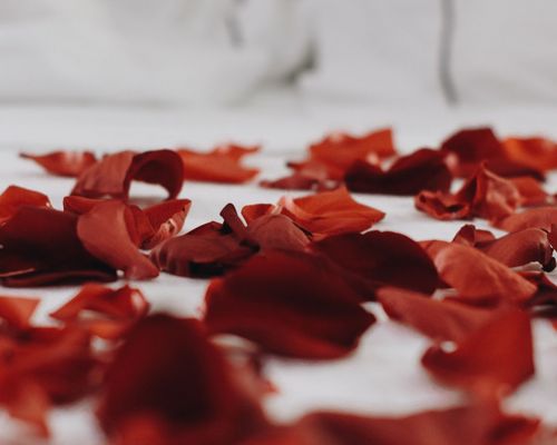 bed with rose petals bed with rose petals